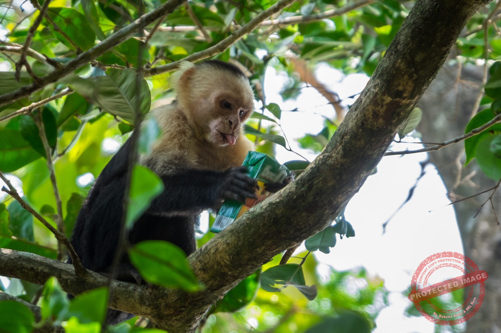 Un sing ouvrant une brique de jus d'orange