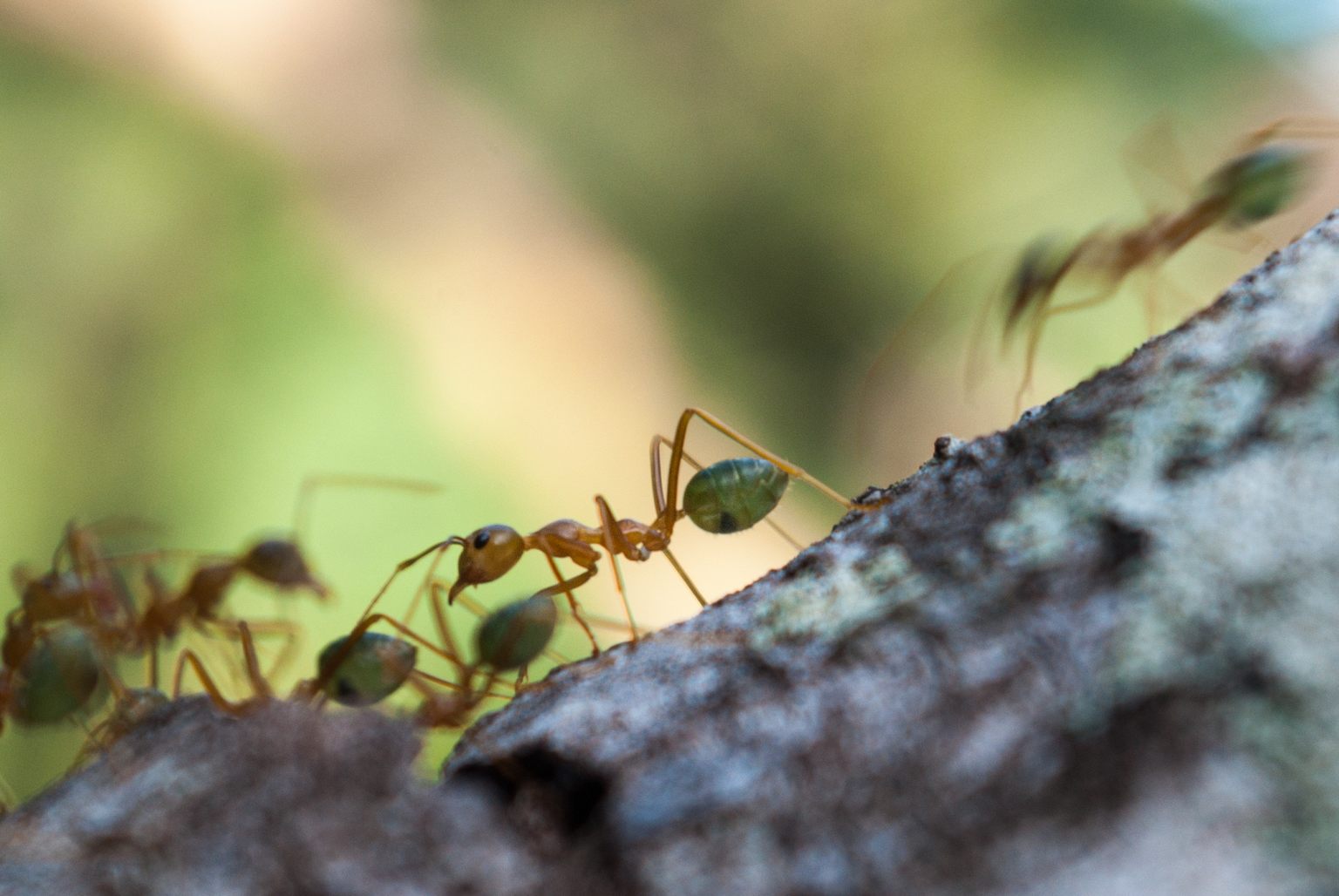 Les fourmis vertes