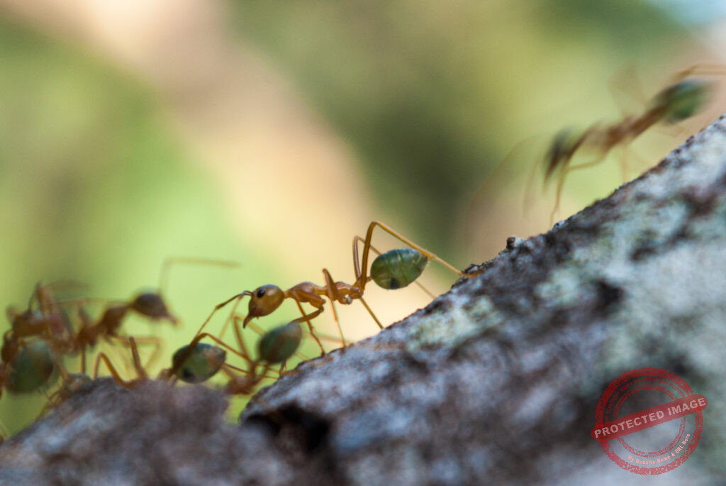 La vie quotidienne des fourmis