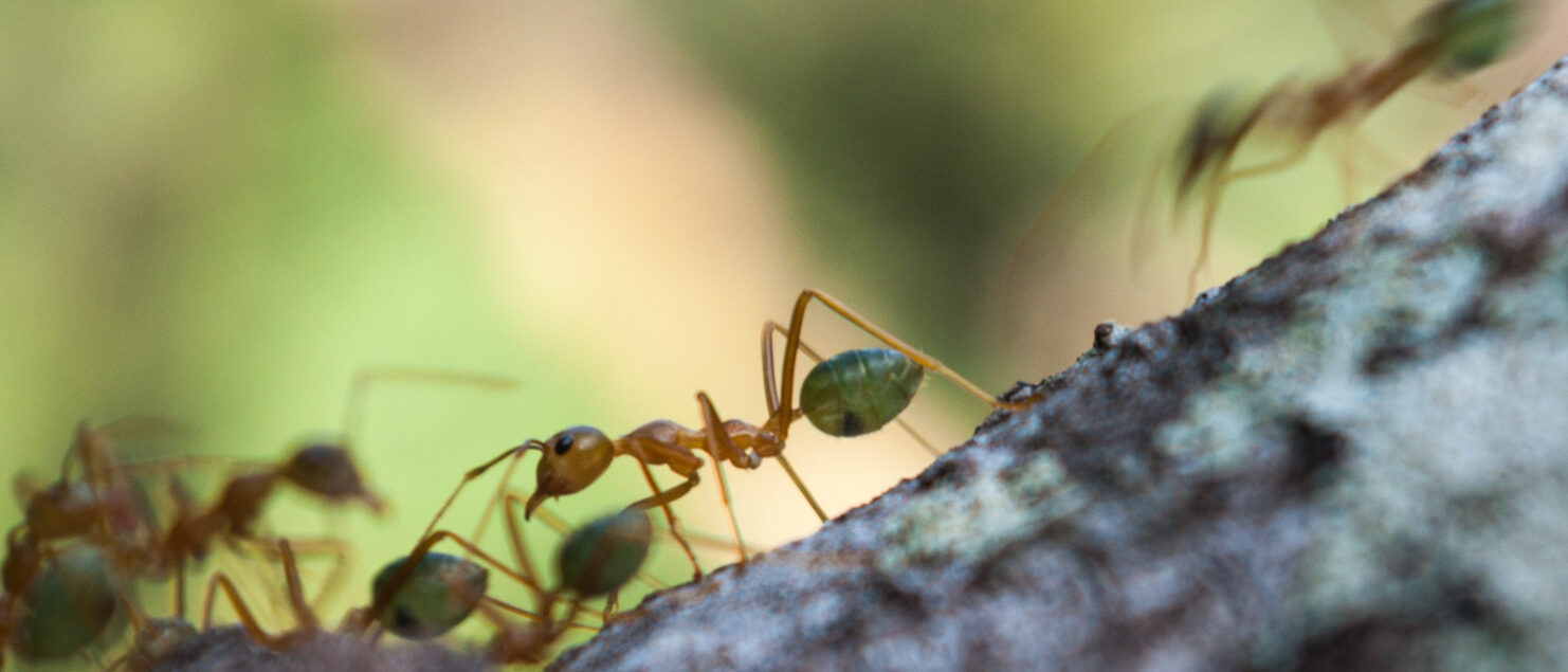 La vie quotidienne des fourmis