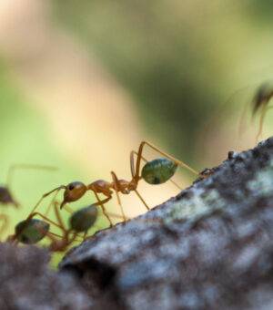 La vie quotidienne des fourmis