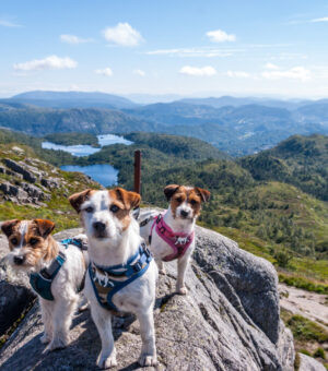 Three dogs in Bergen, Norway