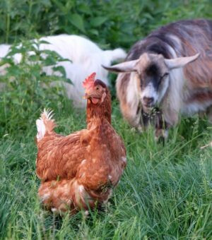 DSCF3781 In a farm in Hungary