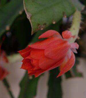 DSCF1070