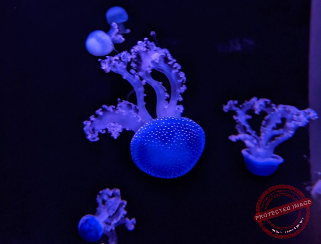 Méduse - Cité de la Mer