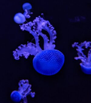 Méduse - Cité de la Mer Méduse - Cité de la Mer