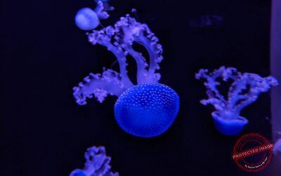 Méduse - Cité de la Mer